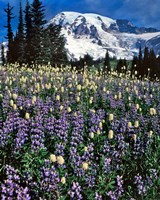 Framed Field Of Lupine And Bistort In Paradise Park