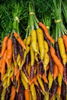 Framed Display Of Carrot Varieties