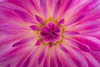 Framed Bright Pink Dahlia Blossom Detail