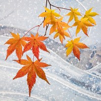 Framed Japanese Maple Leaves Above Ice