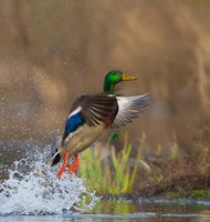 Framed Mallard Duck Takes Flight Off Lake Washington