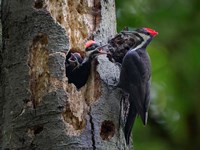 Framed Pileated Woodpecker Aside Nest With Two Begging Chicks