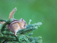 Framed Chipmunk Feeds On New Growth Of Subalpine Fur Needles