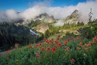 Framed Indian Paintbrush Landscape Near The Tatoosh Range