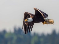 Framed Bald Eagle In Flight With Fish Over Lake Sammamish