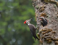 Framed Pileated Woodpecker With Begging Chicks