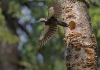 Framed Female Pileated Woodpecker Flies From Nest In Alder Snag