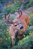 Framed Black-Tailed Buck Deer In Velvet Feeding On Wildflowers