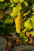 Framed Viognier Grapes In A Vineyard