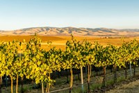 Framed Blue Mountains Overlook A Vineyard, Washington State