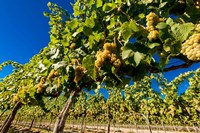 Framed Riesling Grapes In A Columbia River Valley Vineyard