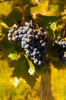 Framed Grenache Grapes In A Columbia River Valley Vineyard