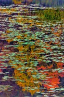 Framed Lily Pads And Autumn Reflections At Babcock State Park