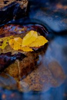 Framed Leaves Floating On Water