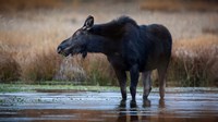 Framed Moose Eating Watercress In A Pond