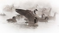 Framed Artistic Shot Of Canadian Geese In The Mist