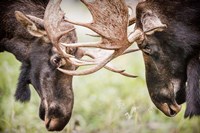 Framed Close-Up Of Two Bull Moose Locking Horns