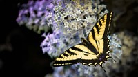 Framed Western Tiger Swallowtail Butterfly On A Lilac Bush