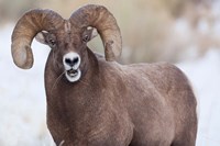 Framed Bighorn Sheep With Grass In His Mouth