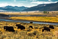 Framed Bison Herd Feeding, Lamar River Valley, Yellowstone National Park