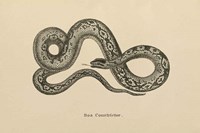 Framed Vintage Boa Constrictor