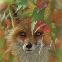 Framed Autumn Red Fox