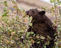 Framed Black Bear