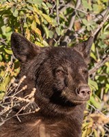 Framed Black Bear II