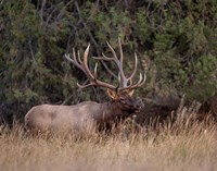 Framed Bull Elk in Montana IV