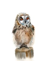 Framed Spotted Owl