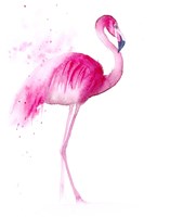 Framed Flamingo III