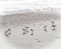 Framed Sandpipers