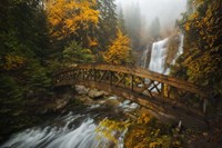 Framed Bridge in the Forest