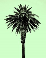 Framed Palm Tree 1996 (Green)