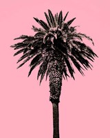 Framed Palm Tree 1996 (Pink)