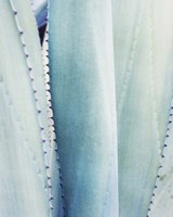 Framed 'Pale Blue Agave No. 3' border=