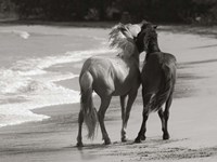 Framed Young Mustangs on Beach