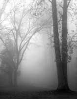 Framed November Fog