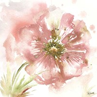 Framed Blush Watercolor Poppy I