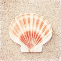 Framed Scallop Shell