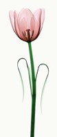 Framed Tulip I