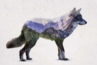 Framed Rocky Mountain Grey Wolf