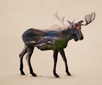 Framed Alaskan Bull Moose