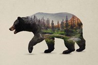 Framed North American Black Bear