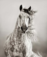 Framed Caballo de Andaluz