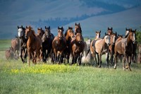 Framed Montana Thunder