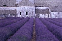 Framed Lavender Abbey