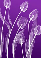 Framed X-ray Flowers Purple