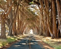 Framed Cypresses