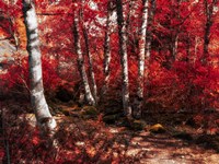 Framed Red Trees Path